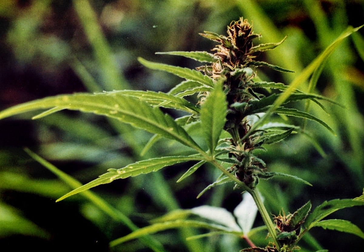 Зеленое растение из которого получается наркотик